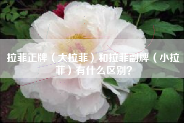 拉菲正牌（大拉菲）和拉菲副牌（小拉菲）有什么区别？